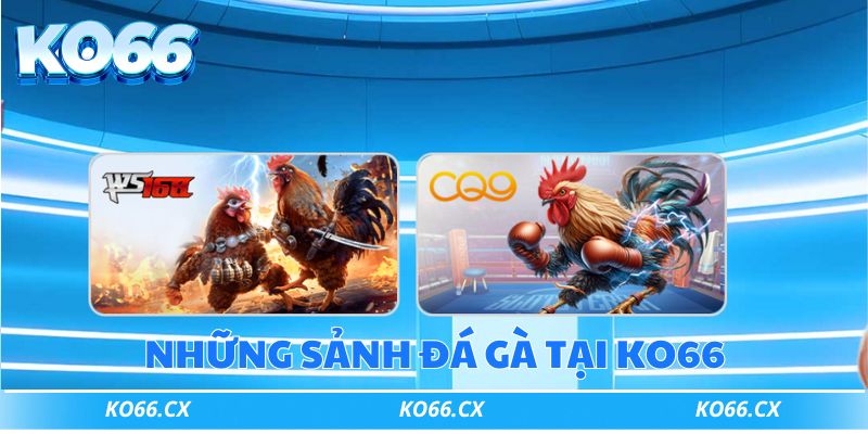 Đá gà Ko66